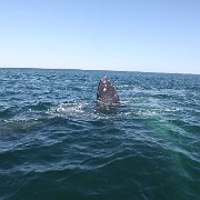 IMG 0001 2 (242)